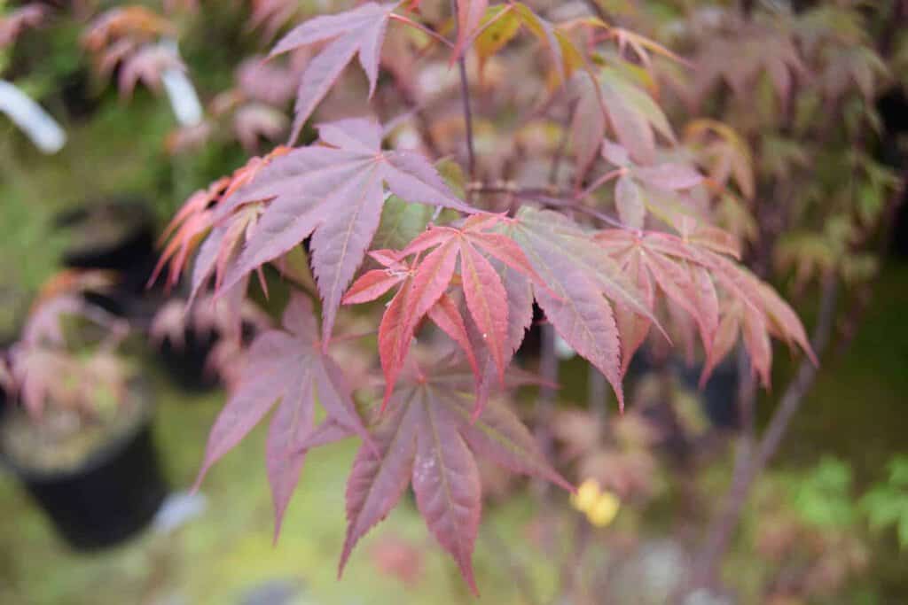 Acer palmatum 'Atropurpureum' 200-250 cm